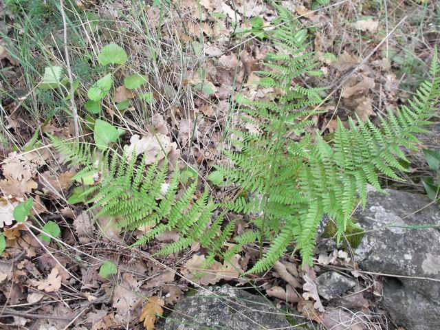 Cfr. Dryopteris sp.